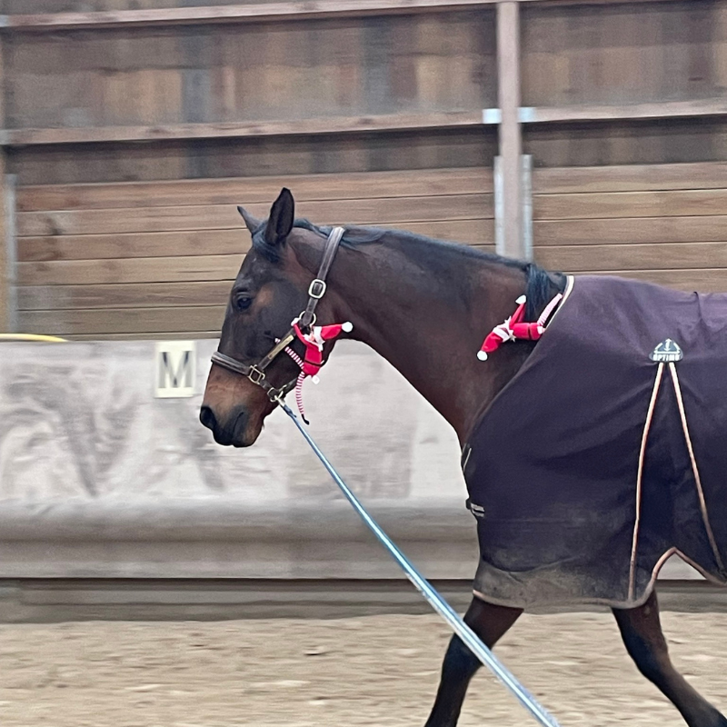 activité enfants mornant dimanche poney